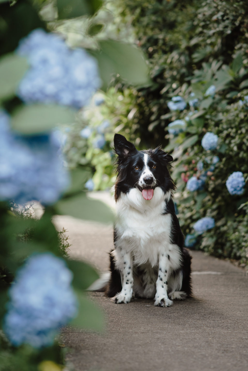 Border Collie Dog Portrait with flowers in NJ