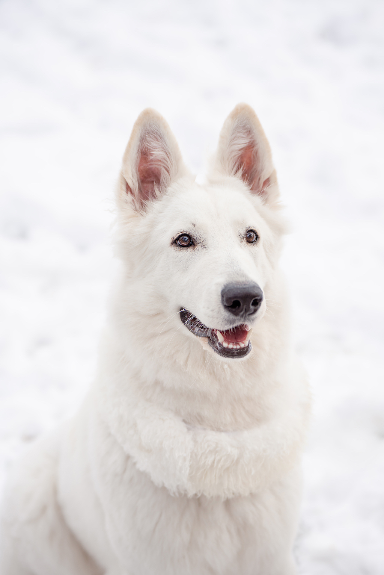 Winter White Swiss Shepherd Dog Portrait on Snow, Freedom Park NJ