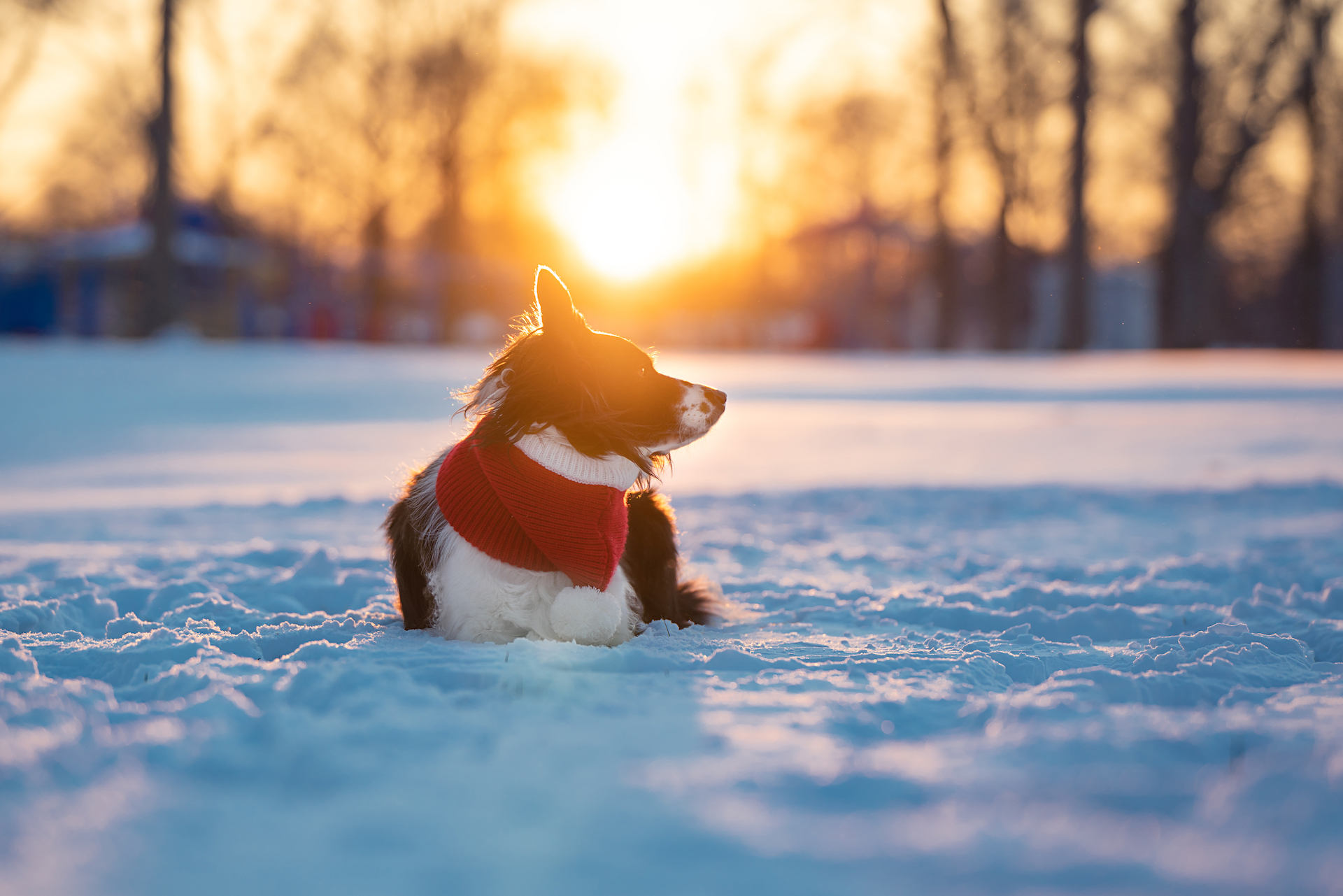 Winter Sunset Border Collie Dog Photo with Christmas Hat