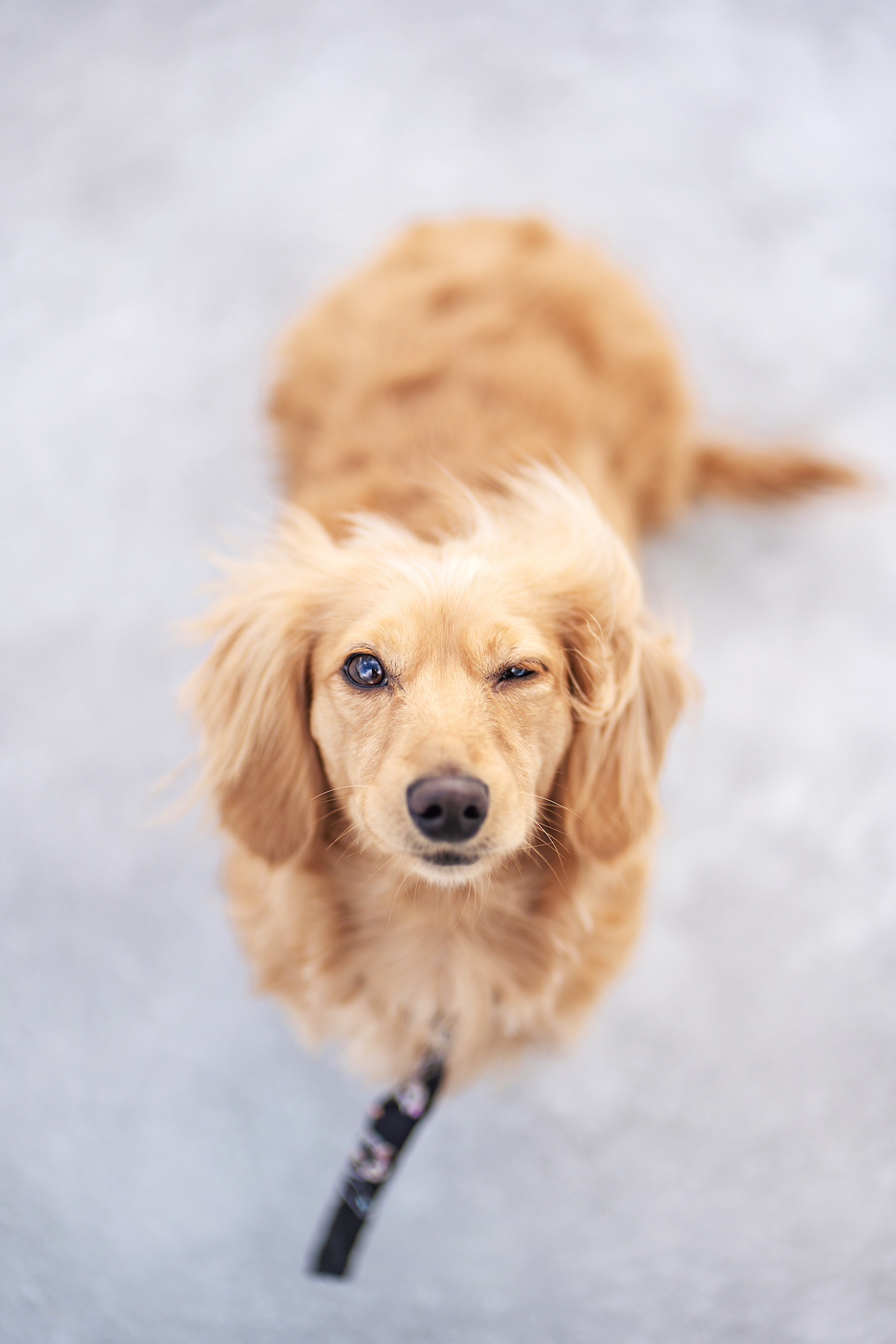Winter Dog Portrait