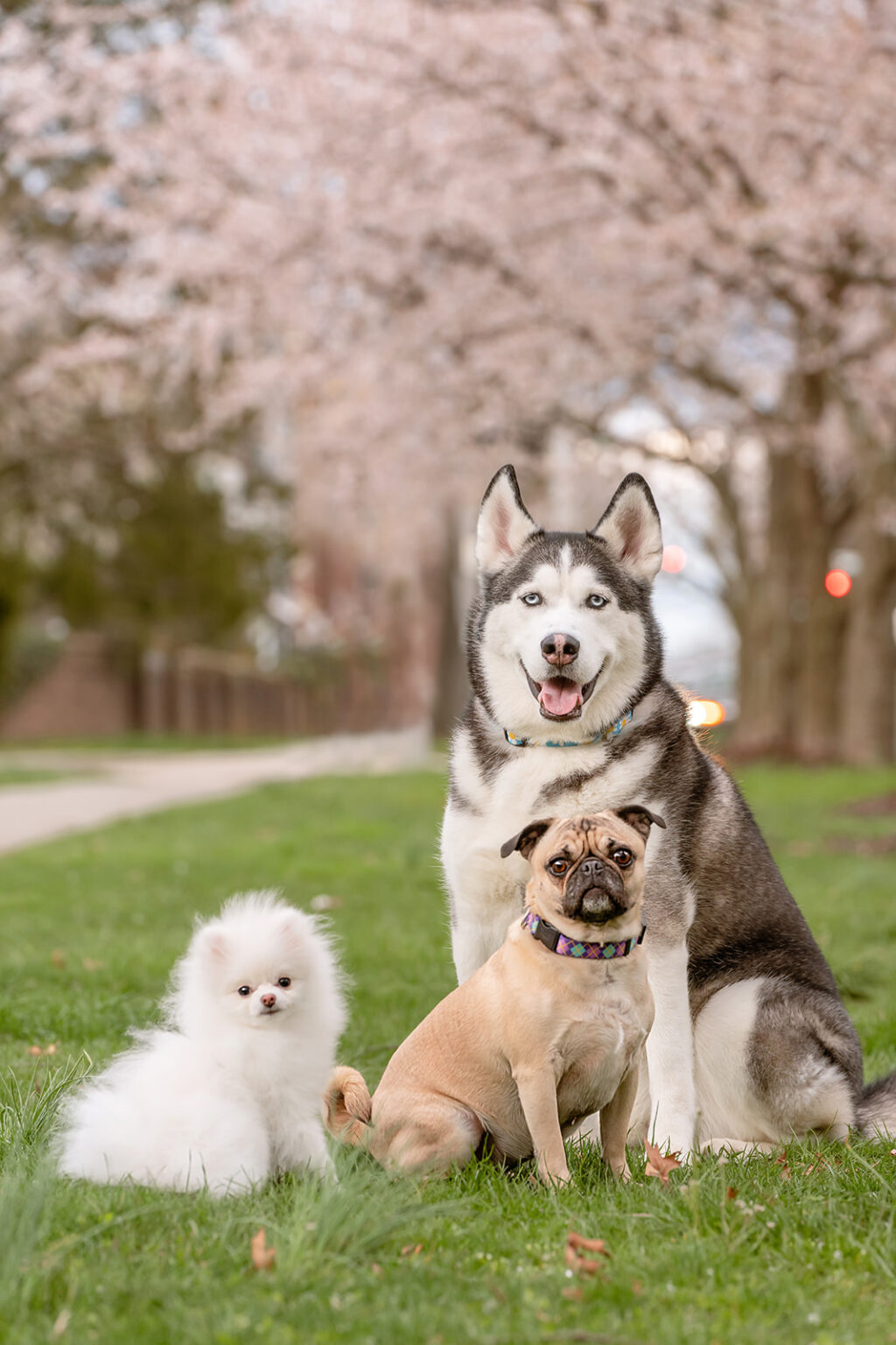 dog portrait under the cherry blossom in NJ
