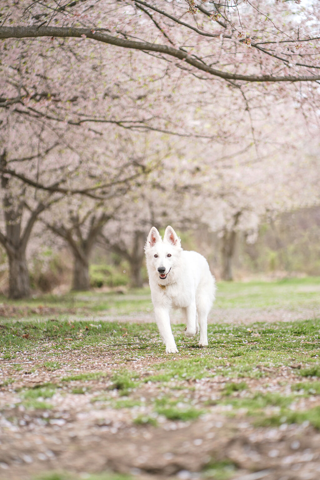 dog portrait under the cherry blossom in philly
