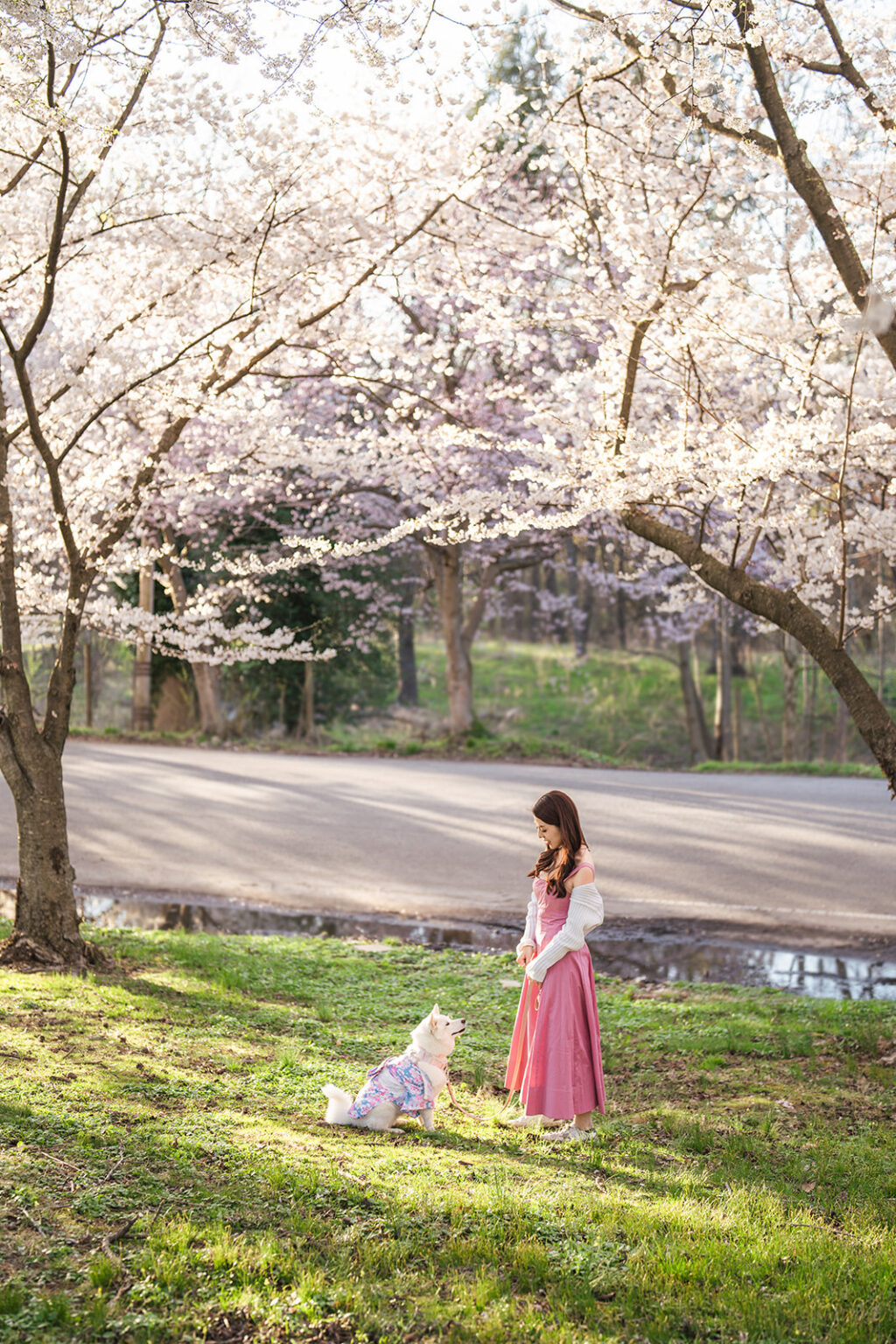 photography of a shiba inu dog with her owner under cherry blossoms in philly fairmount park