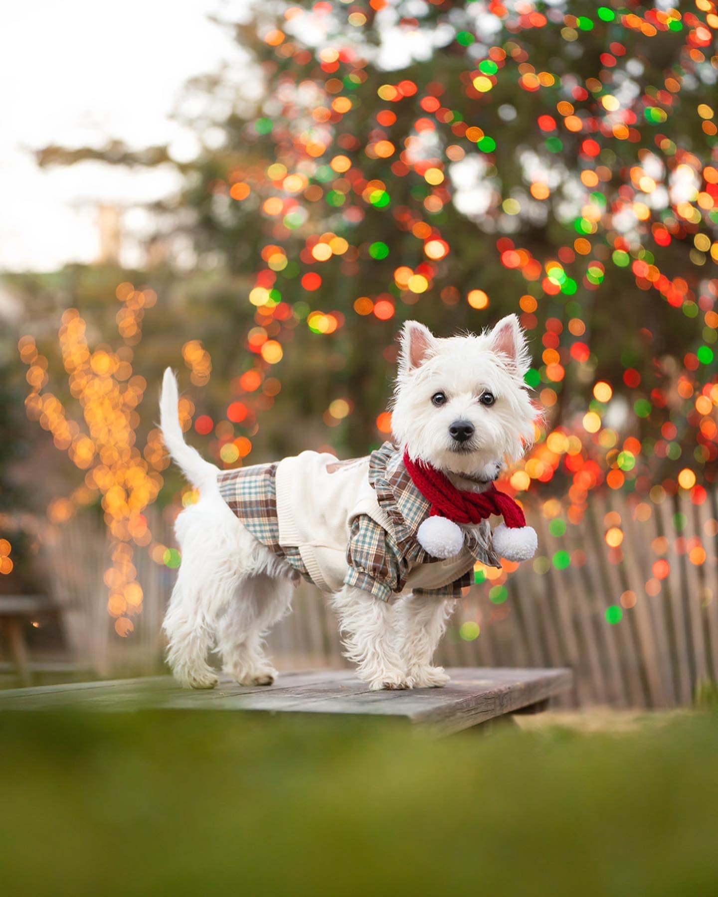 Christmas Dog Photography in Princeton NJ