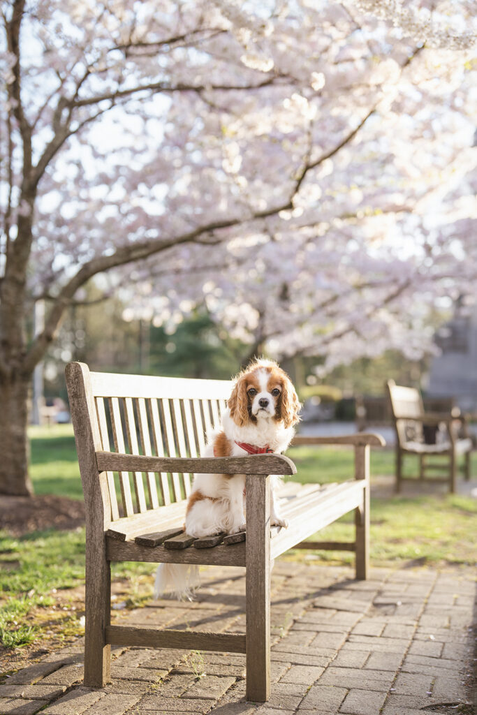 Cherry Blossom Spring Dog Portrait by New Jersey Pet Photographer