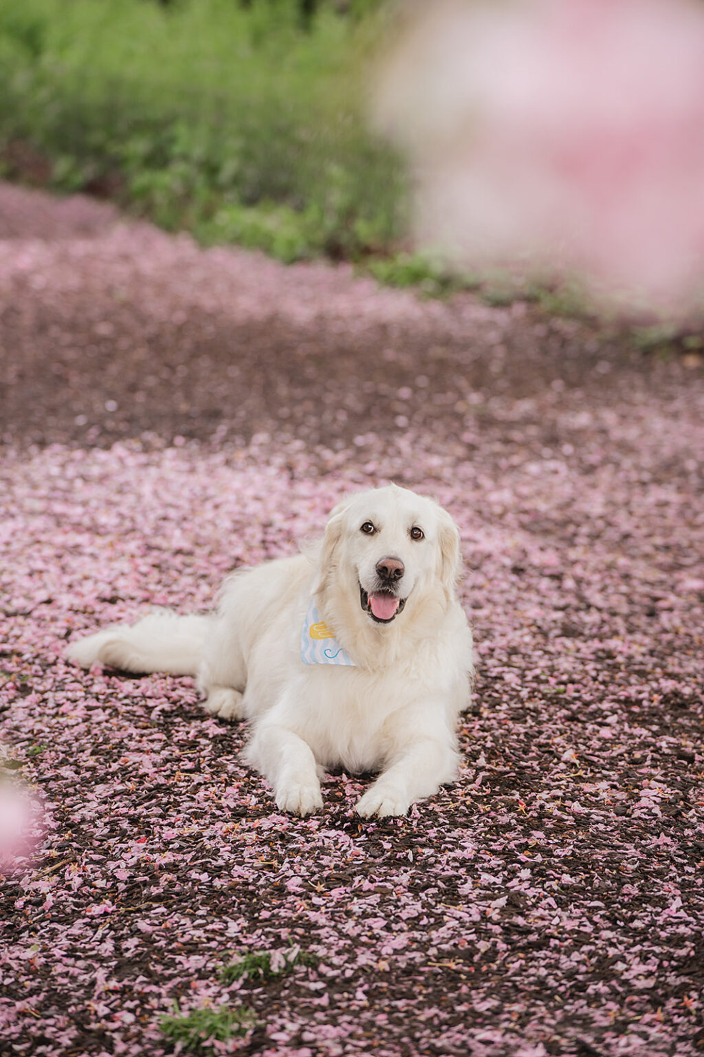 dog portrait golden retriever photo during cherry blossom in Central Park NYC