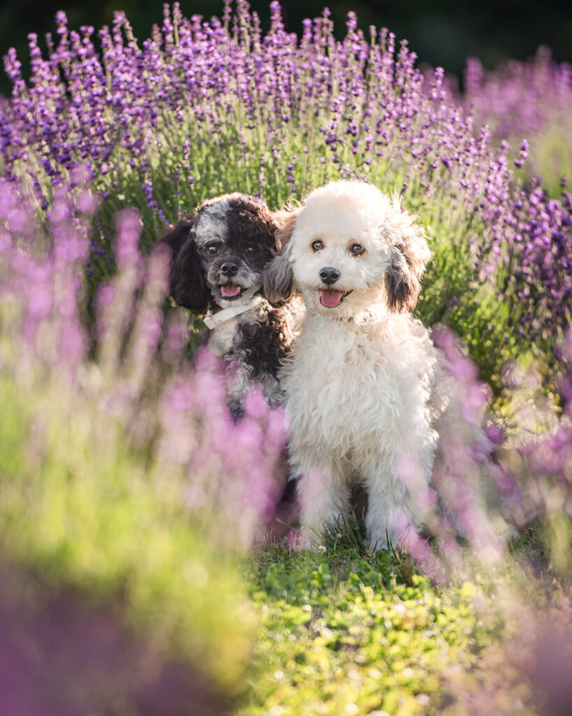 two dogs portrait in NJ Lavender Farm
