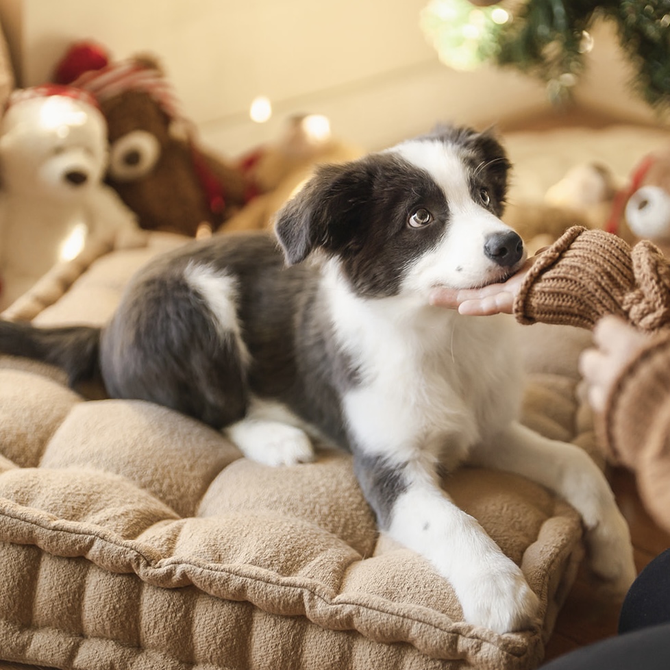 Blue Border Collie Puppy Christmas Photo