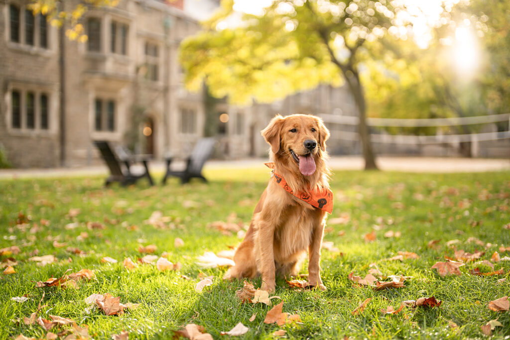 Sunset golden retriever dog photos Princeton University campus new jersey by New Jersey Pet Photographer