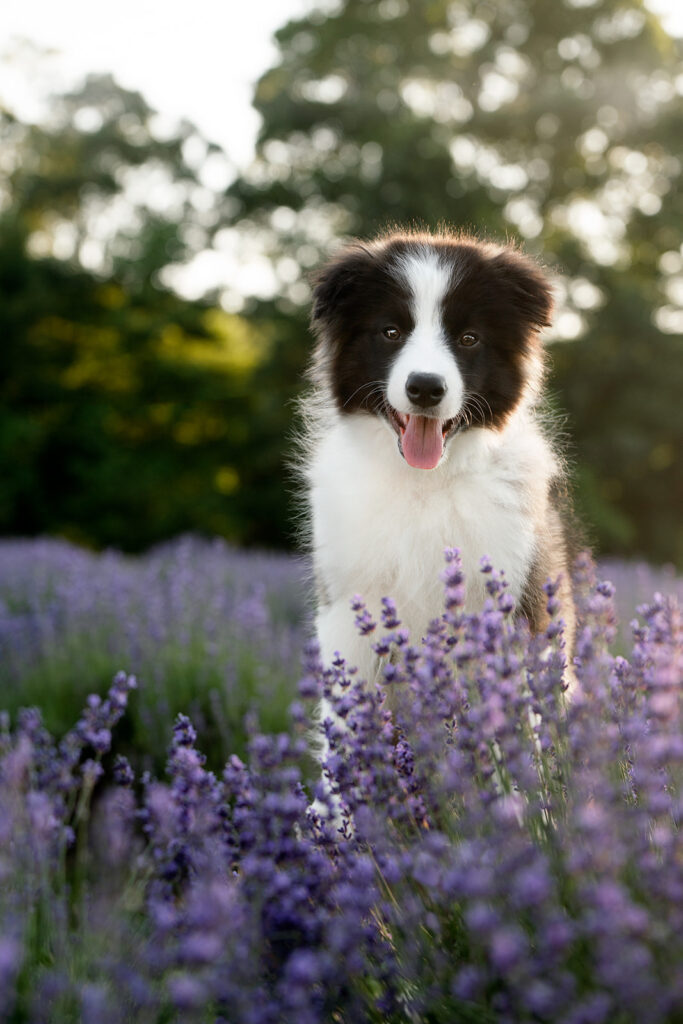 Border Collie Puppy, Professional Dog Photography, Lavender Farm in NJ by New Jersey Pet Photographer