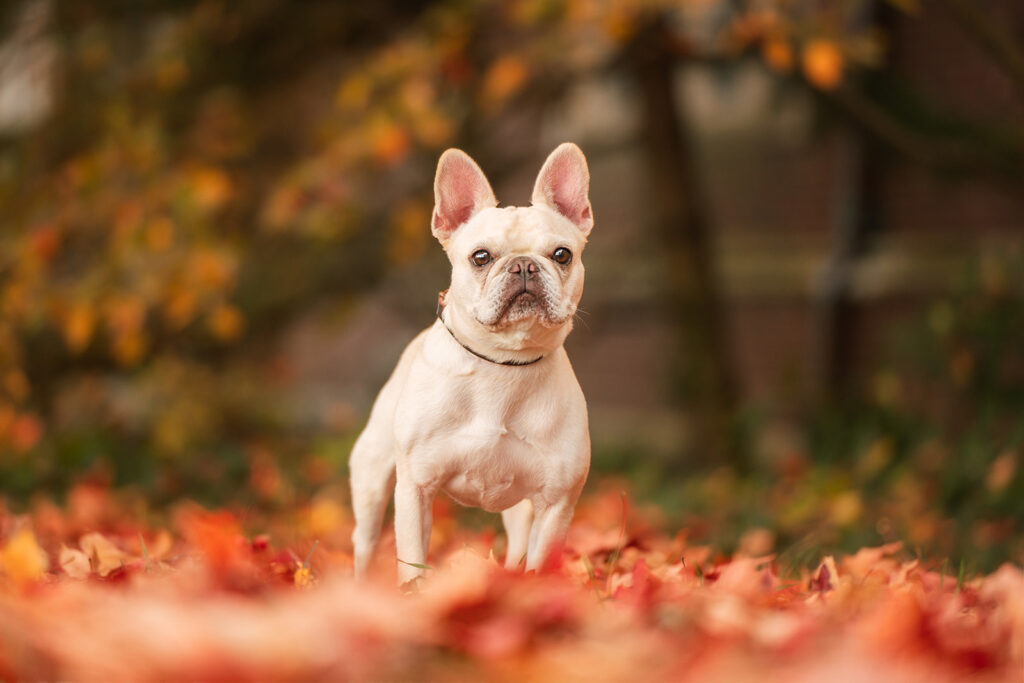 Princeton New Jersey Professional Dog Photography French Bulldog