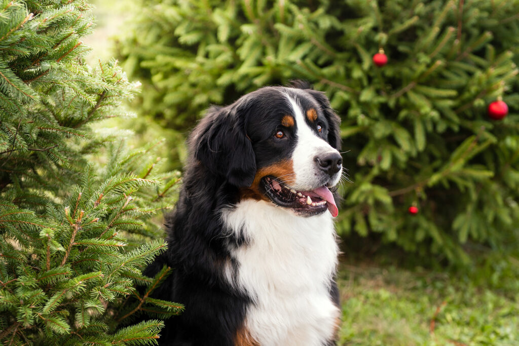 Bernese Mountain Dog Photo, Professional Dog Photography, Pet Photographer in New Jersey