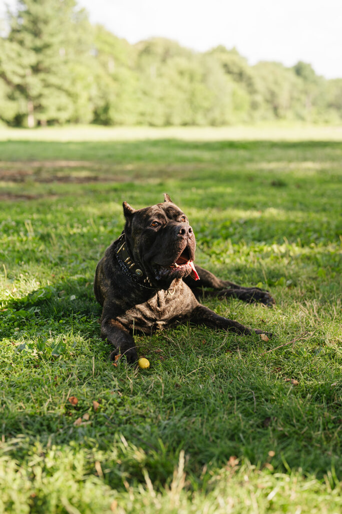 Cane Corso Dog Portrait by New Jersey Pet Photographer