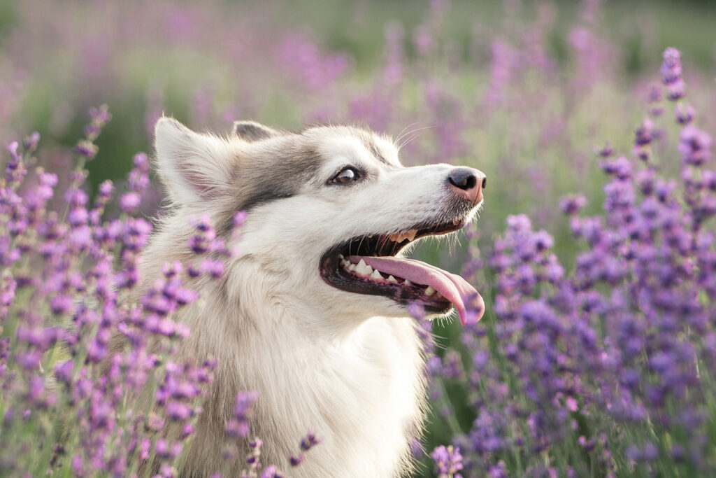 Husky Dog Photo, Professional Dog Photography, Lavender Farm in NJ