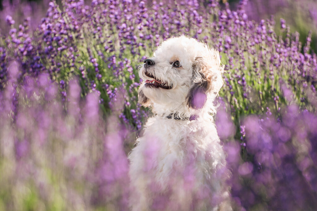Cavapoo Dog Photo, Professional Dog Photography, Lavender Farm in NJ by New Jersey Pet Photographer
