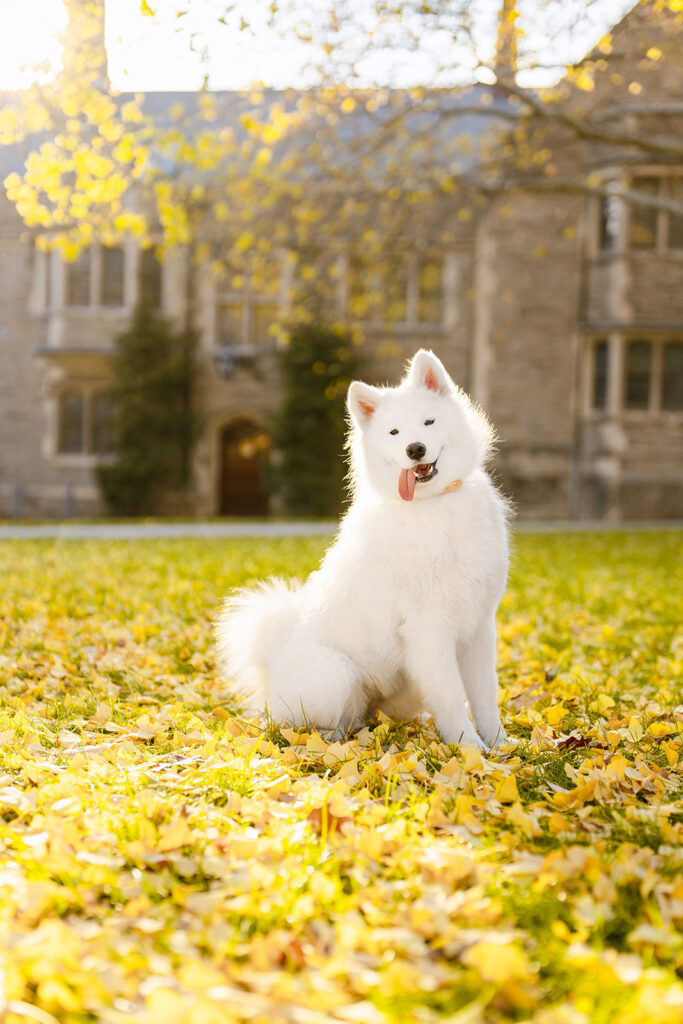 Samoyed Dog Photo, Princeton New Jersey Professional Dog Photography in Fall