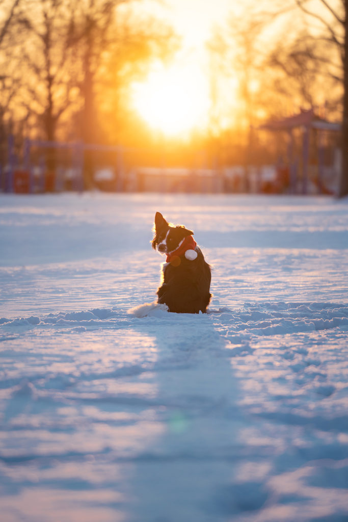 Winter Sunset Dog Photography in Mercer County NJ