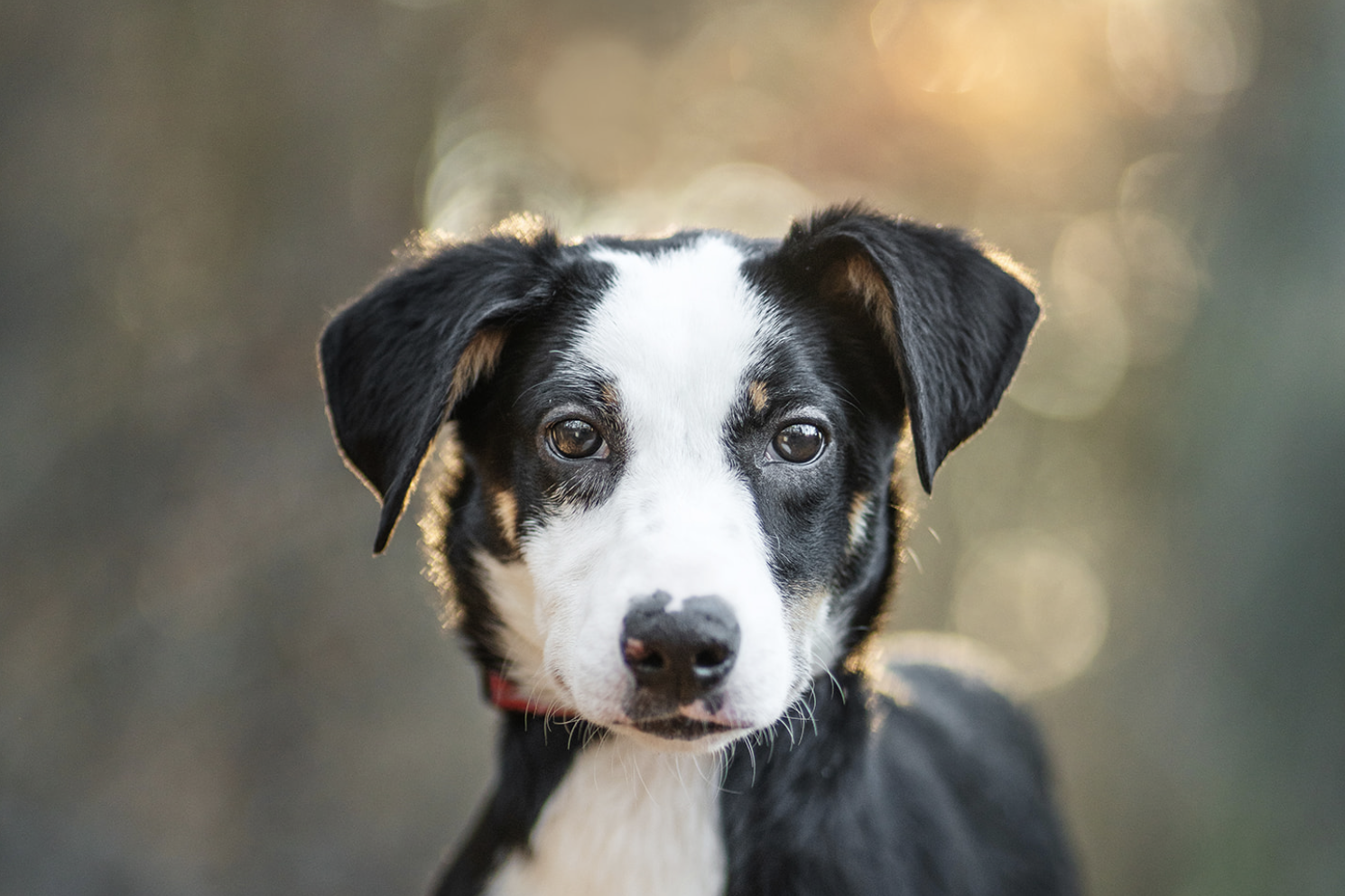 Dog Portrait, NJ Rescued Dogs